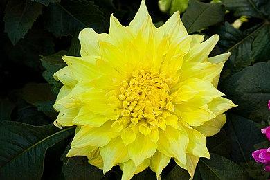 《WWE 2K23》Steam页面上线 不支持中文